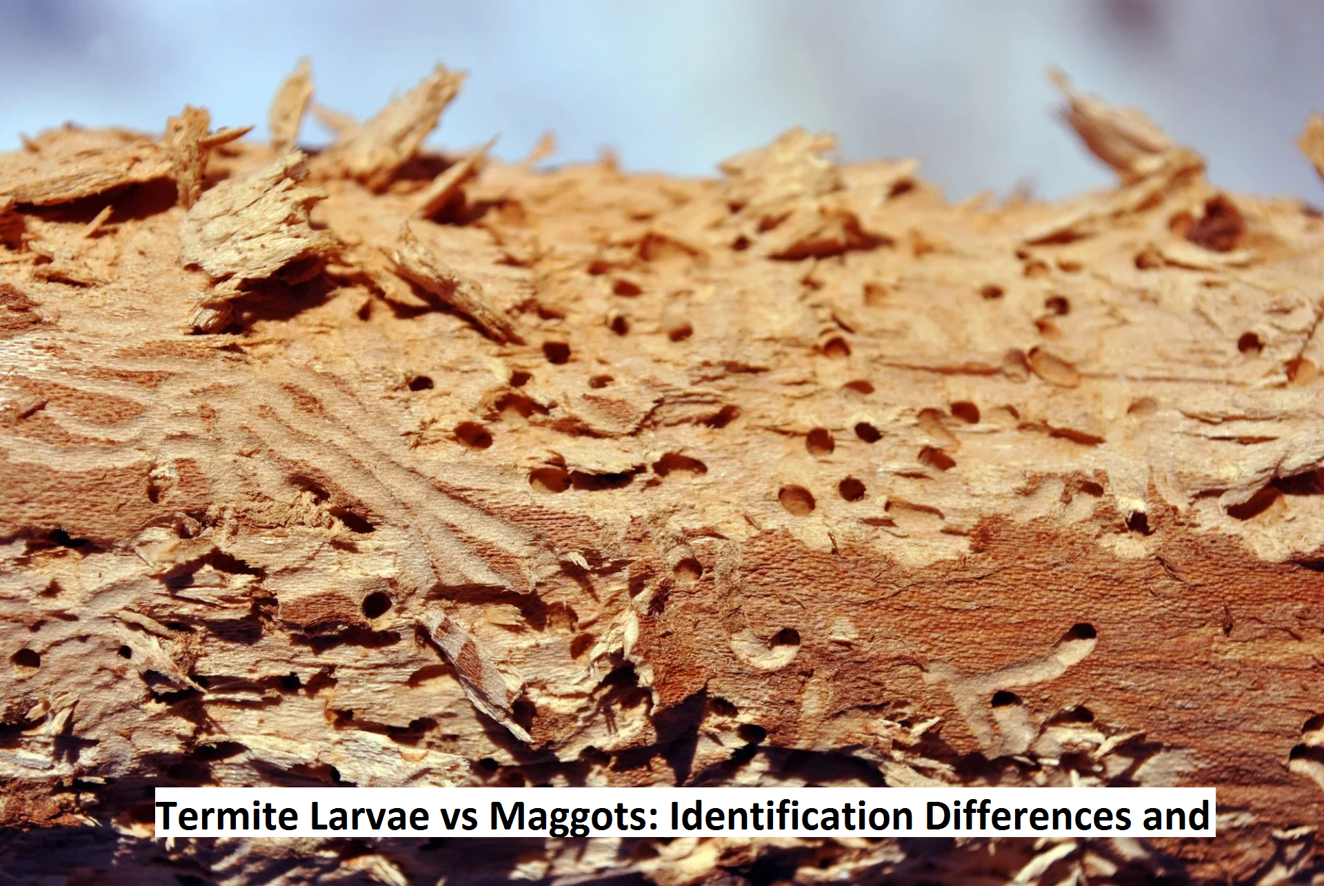 Termite Larvae vs Maggots: Identification Differences and Control